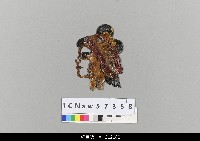 藏品(中國湖北皮影戲偶頭-生)的圖片